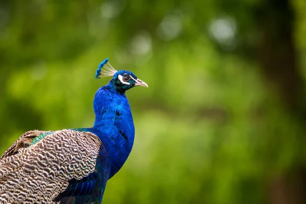 Peacock Portrait Nature Park — Stock Photo, Image