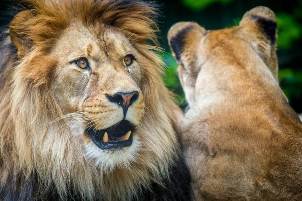 Lion Berbère Avec Une Lionne — Photo