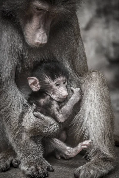 Babouin Jeune Avec Mère — Photo