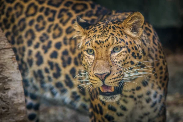 Retrato Leopardo Chinês Zoológico — Fotografia de Stock