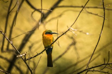 Yeşil yüzlü Arı Yiyen portresi