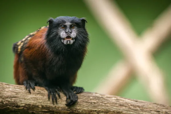 Saddle Tamarin Monkey Portrait Forest — Stock Photo, Image