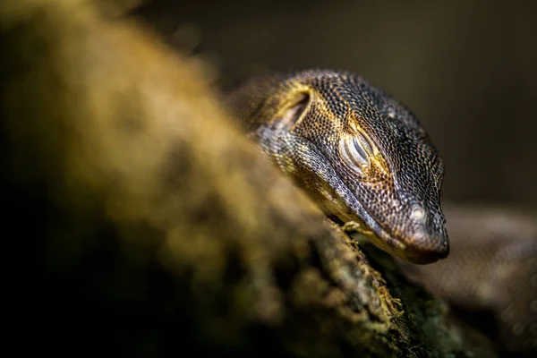 Portrait Lézard Moniteur Intérieur — Photo