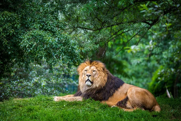 Berber Lion Portrait Forest — Stock Photo, Image