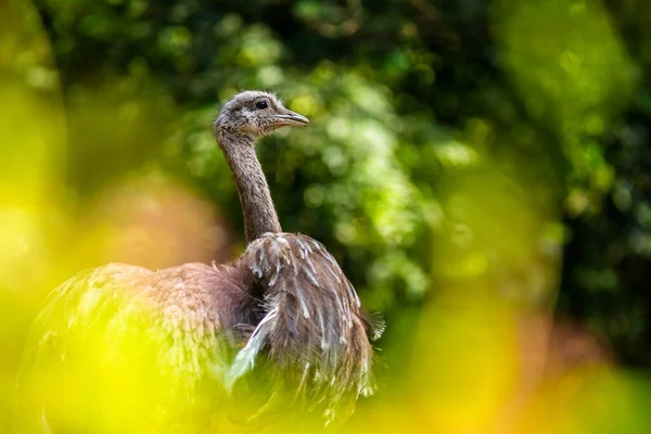 Darwins Nanda Strutsporträtt Naturen — Stockfoto