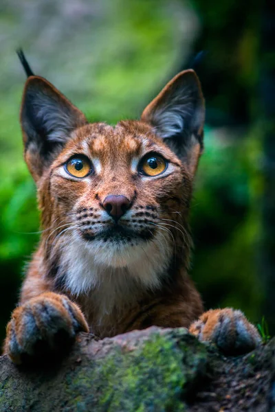 Portrait Lynx Des Carpates Dans Parc Naturel — Photo