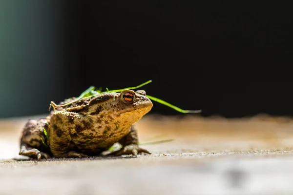 Crapaud Grenouille Portrait Dans Nature — Photo