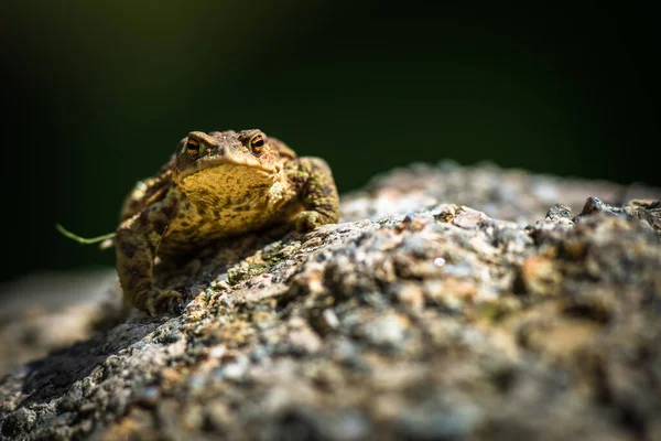 Crapaud Grenouille Portrait Dans Nature — Photo