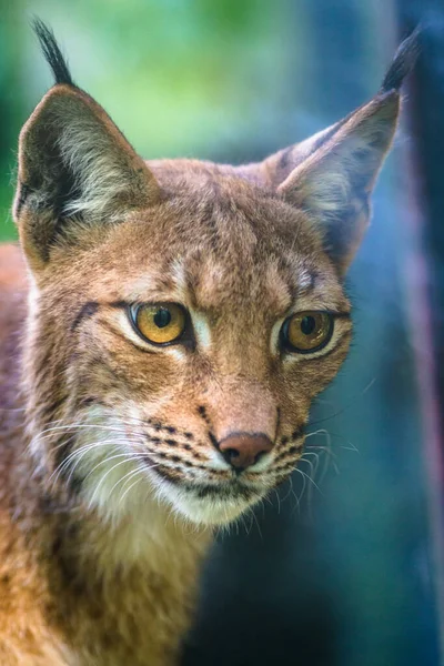 Retrato Lince Cárpatos Naturaleza — Foto de Stock