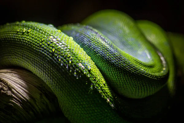 Detalles Pitón Verde Naturaleza — Foto de Stock