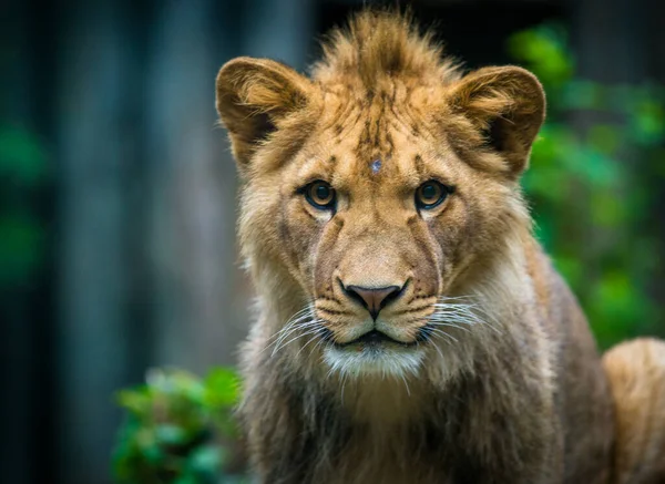 Berber Lion Cub Portrait Zoo — Stock Photo, Image