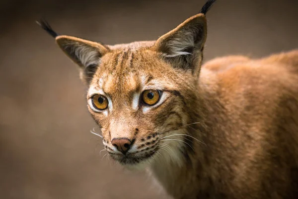 Retrato Lince Cárpatos Naturaleza — Foto de Stock