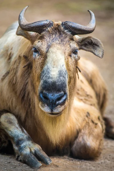 Gyllene Takin Porträtt Naturen — Stockfoto