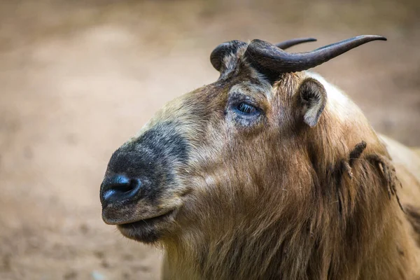 Golden Takin Portrait Nature — Stock Photo, Image