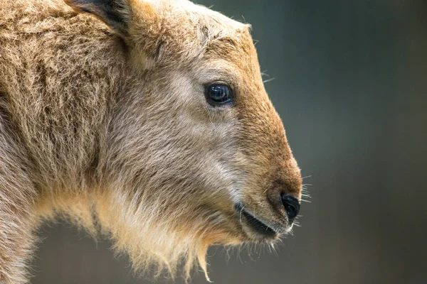 Golden Takin Portrait Nature — Stock Photo, Image