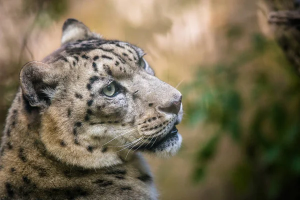 Neve Leopardo Ritratto Natura — Foto Stock