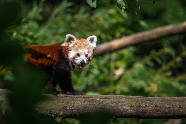 Panda Retrato Rojo Naturaleza — Foto de Stock