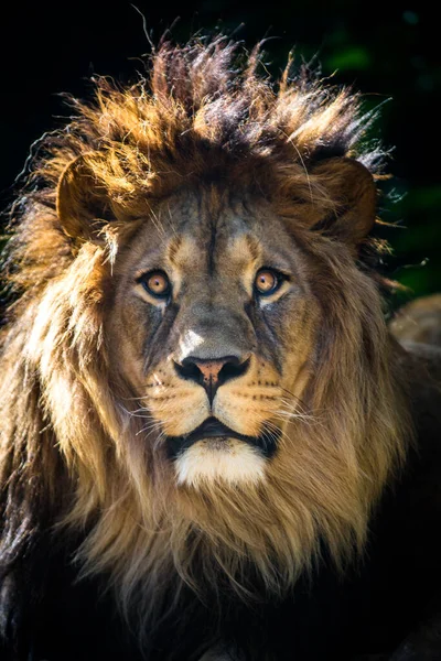 Berber Lion Portrait Nature — Stock Photo, Image