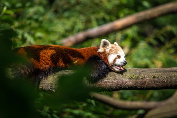 Panda Červený Portrét Přírodě — Stock fotografie