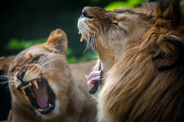 Lion Lioness Portrait Nature — Stock Photo, Image