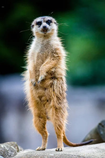 Erdmännchen Auf Einem Stand Park — Stockfoto