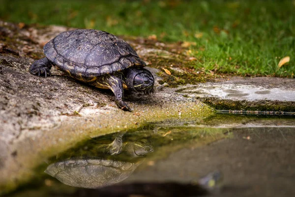 Pequena Tartaruga Parque Natural — Fotografia de Stock