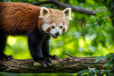 panda kırmızı portre doğada