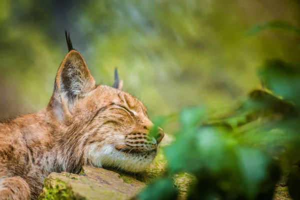 自然の中で眠るリン ポートレート — ストック写真
