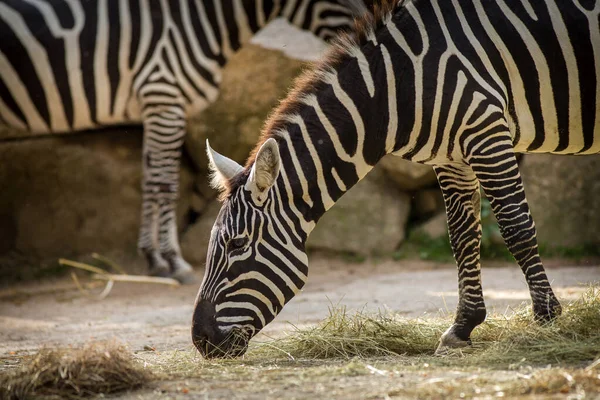 Zebra Porträt Zoopark — Stockfoto