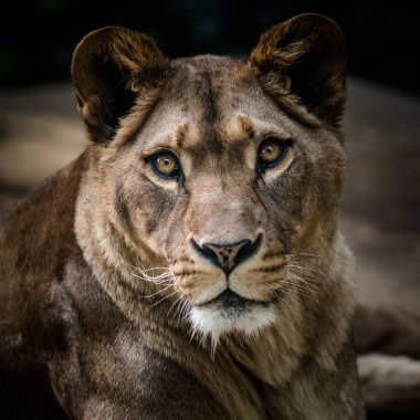 Doğa parkında dişi aslan portresi