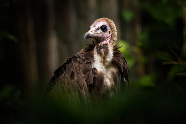 Capuchin Vulture Portrait Nature — Stock Photo, Image