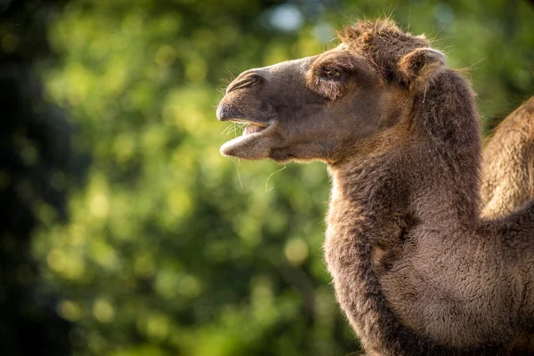 Bipedal Camel Portrait Nature — Stock Photo, Image