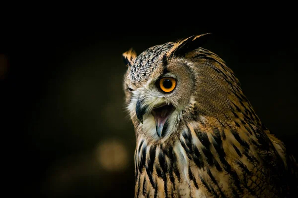 Uhu Porträt Der Natur — Stockfoto