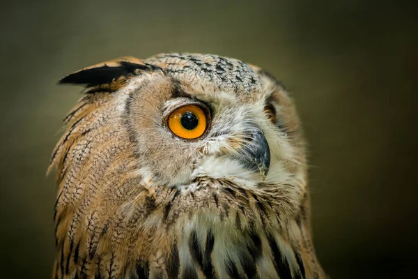 Great Eagle Owl Portrait Nature — Stock Photo, Image