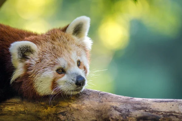 Panda Ritratto Rosso Natura — Foto Stock