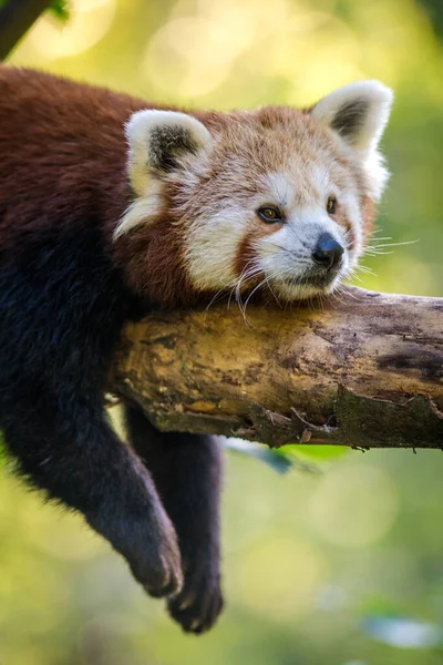 Panda Red Portrait Nature — Stock Photo, Image