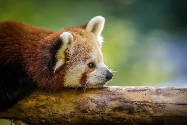 Panda Rött Porträtt Naturen — Stockfoto