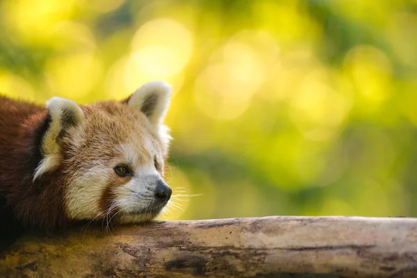 Panda Rött Porträtt Naturen — Stockfoto