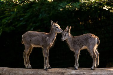 Doğada sarmal keçi portresi