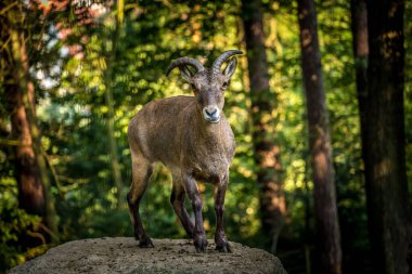 Dağıstan dağ keçisi portresi doğada
