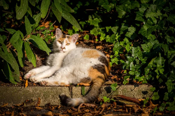 domestic pet cat portrait in nature