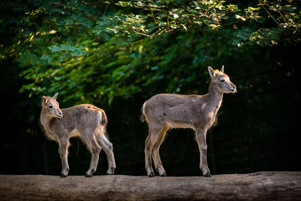 Portrait Hélicoïdal Chèvre Dans Nature — Photo