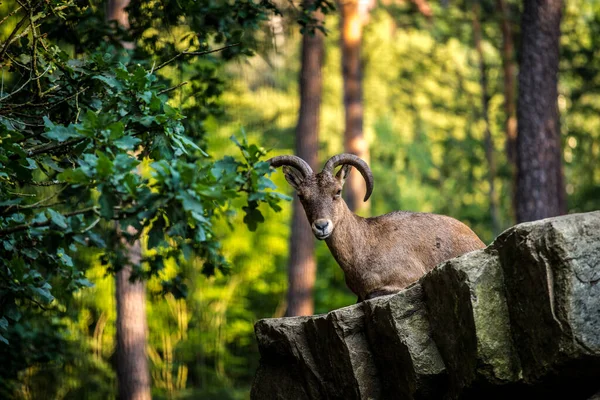 Dagestan Ibex Portret Przyrodzie — Zdjęcie stockowe