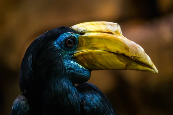 Hornnäbb Porträtt Naturparken — Stockfoto