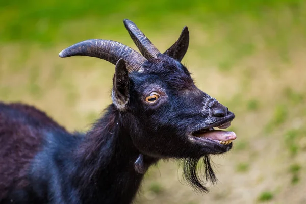 Domestic Cameroon Goat Portrait Nature — Stock Photo, Image