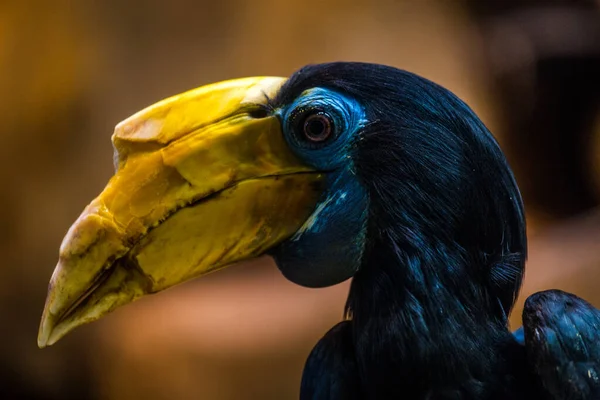 Hornbill Retrato Parque Natural — Foto de Stock
