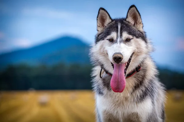 Retrato Husky Siberiano Naturaleza — Foto de Stock