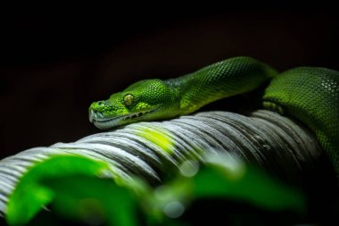 Doğada yeşil piton portresi