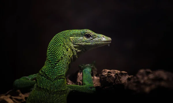 Varan Emerald Portrait Nature — Stock Photo, Image