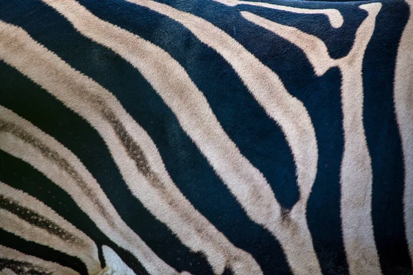Zebra Strisce Ritratto Della Savana Natura — Foto Stock